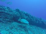 Hawaii Scuba divng 16