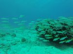 Hawaii Scuba divng 29