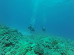 Hawaii Scuba divng 37