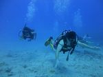 Hawaii Scuba divng 12