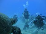 Hawaii Scuba divng 51