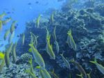 Hawaii Scuba divng 58