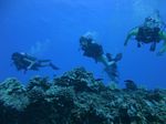 Hawaii Scuba divng 66