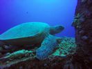 Hawaii Scuba divng 15