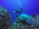 Hawaii Scuba divng 16