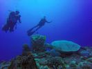 Hawaii Scuba divng 19