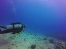 Hawaii Scuba divng 43