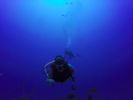 Hawaii Scuba divng 04