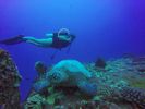 Hawaii Scuba divng 17