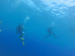 Hawaii Scuba divng 14