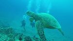 Hawaii Scuba divng 43