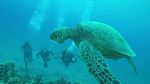 Hawaii Scuba divng 44