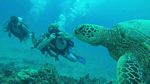 Hawaii Scuba divng 47