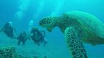 Hawaii Scuba divng 48