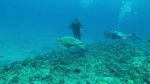 Hawaii Scuba divng 49