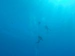 Hawaii Scuba divng 06