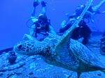 Hawaii Scuba divng 22