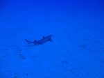 Hawaii Scuba divng 24