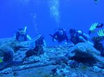 Hawaii Scuba divng 31