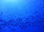 Hawaii Scuba divng 41