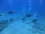 Hawaii Scuba divng 60