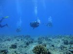 Hawaii Scuba divng 62