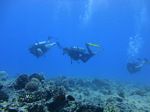 Hawaii Scuba divng 63