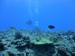 Hawaii Scuba divng 64