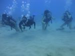 Hawaii Scuba divng 17