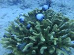 Hawaii Scuba divng 26