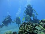 Hawaii Scuba divng 40