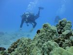 Hawaii Scuba divng 42