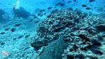 Waikiki scuba 36