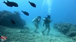Waikiki scuba 39