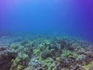 Hawaii Scuba divng 29