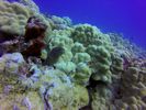 Hawaii Scuba divng 33