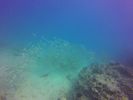 Hawaii Scuba divng 36