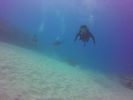 Hawaii Scuba divng 45