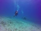 Hawaii Scuba divng 58