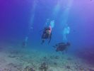 Hawaii Scuba divng 61