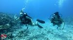 Hawaii scuba 29