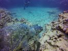 Hawaii Scuba divng 14