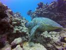 Hawaii Scuba divng 16