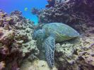 Hawaii Scuba divng 17