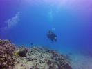 Hawaii Scuba divng 20