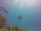 Hawaii Scuba divng 31