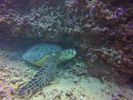 Hawaii Scuba divng 32