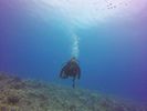 Hawaii Scuba divng 43