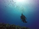 Hawaii Scuba divng 44