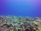 Hawaii Scuba divng 49